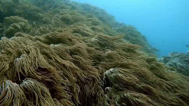 Strong current flowing over soft coral making them waves like long strands of rope or like long thick hair.