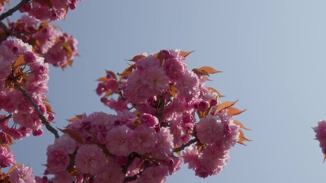 Pink Cherry Blossoms During Springtime On Lake Como, Italy, Close up shot