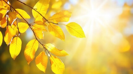 Fototapeta premium Close-up of a bright beech tree branch with yellow autumn leaves in sunlight. A soft, blurred bokeh background evokes a retro, vintage fall atmosphere.