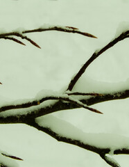 Nature background - white snow on branches.