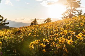 Golden Summer Afternoon In Field Of Flowers