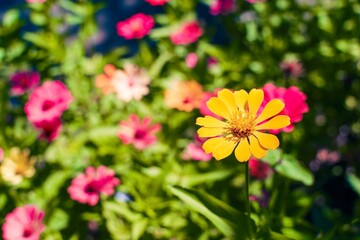 Obraz premium Close-Up of a Vibrant Colors Zinnia Flower in Bloom