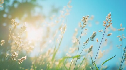 Summer Meadow