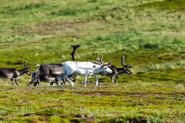 Telephoto of a group of running reindeer in Northern Norway.