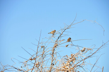 小枝にとまる雀