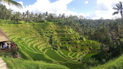 A panoramic view of terraced rice fields cascading down a hillside.