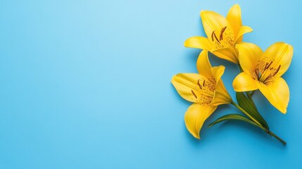 Fototapeta premium Yellow Lilies on a Blue Background