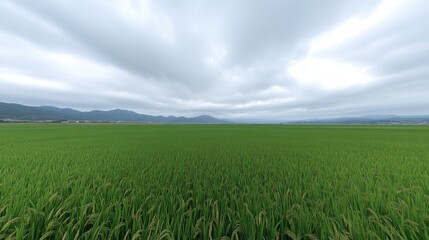Obraz premium A sea of green rice plants stretching into the distance under a cloudy sky.