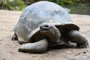 Big Seychelles Tortoise in its natural habitat