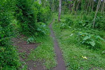 Pathway Through Lush Asian Forest Hills in Rainy Season - Nature’s Serenity