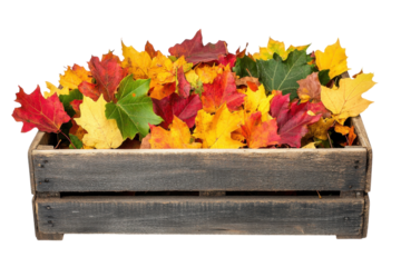 Colorful autumn leaves arranged in a rustic wooden crate showcasing vibrant fall colors