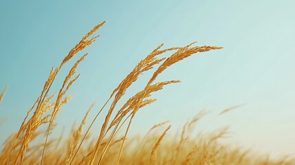 Close-up of golden rice grains on stalks swaying in the breeze under a clear sky.