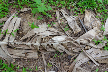 Dry Banana Leaf on Soil - Natural Decay and Earthy Texture