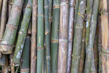 Pile of Bamboo Sticks in Rural Asian Field