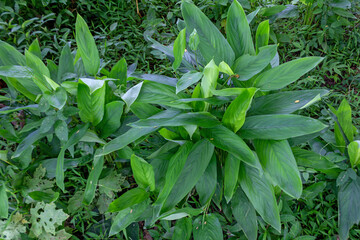 Obraz premium Galangal Plant Thriving Green in the Wild Asian Landscape