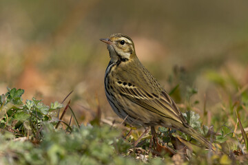 様子を窺うビンズイ