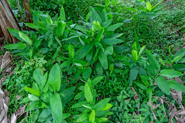 Galangal Plant Thriving Green in the Wild Asian Landscape