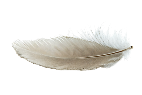 Soft grey feather resting on a white surface, capturing delicate details of texture and design