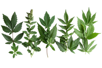 Various types of cannabis leaves displayed in a row on a white background showing different shapes and sizes