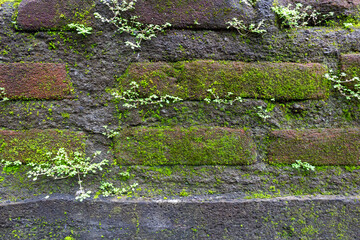 Green Moss Growing on Brick Wall