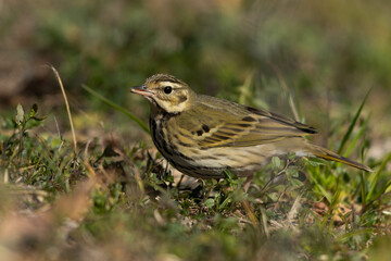 食べられるものを探すビンズイ