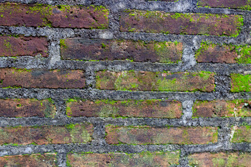 Green Moss Growing on Brick Wall