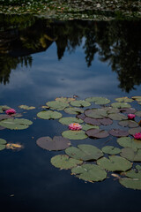 Pink water lily flowers in pond