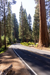 Obraz premium Giant Sequoia Trees in Sequoia National Park