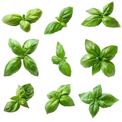 Basil leaves arranged in various shapes showcasing freshness and vibrant green color in a clean layout