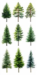 Watercolor Collection of Evergreen Trees Nature Conifer Forest Botanical Illustration