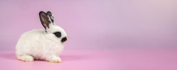 bunny Easter fluffy baby rabbit or new born rabbit. baby cute rabbit or new born adorable bunny. Easter Bunny.  Symbol of Easter day.