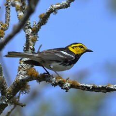Yellow-throated warbler on a branch.