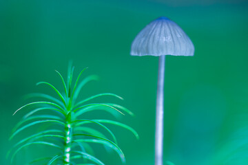 Soft focus. Mushrooms containing psilocybin grow naturally.