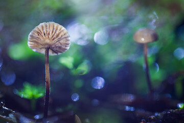 Soft focus. Mushrooms containing psilocybin grow naturally.