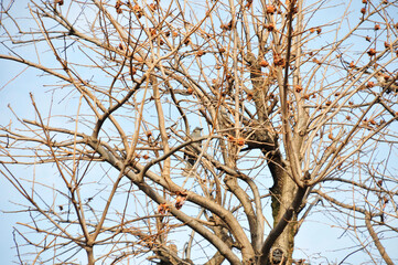 トゲトゲの実をつけた木