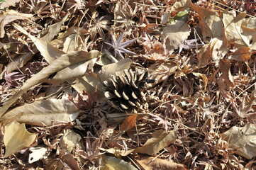 松ぼっくりと落ち葉