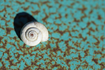 an empty snail shell on turquoise rough metal surface