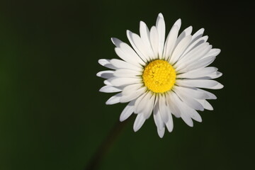 close up of wild daisy flowers in the field