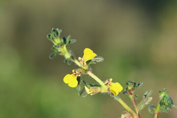 ajuga chamaepitys (ground-pine) flower in spring
