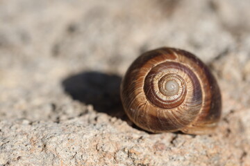 an empty snail shell on the rock