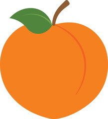 apricot vector illustration 