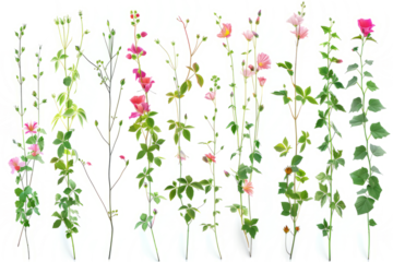 collection of plant based magical effects, instant flowers blooming and fast growing vines on a white background.