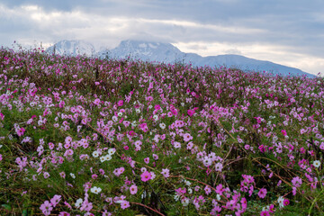 コスモスと雪山