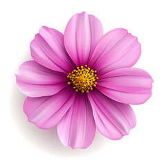 Obraz premium pink cosmos flower isolated on a white background with vibrant petals and natural beauty
