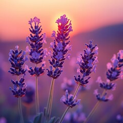 Naklejka premium Lavender Flowers Sunset Glow Peaceful Nature Scene Tranquil Beauty