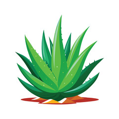 Herb Aloe Vera plant vector art illustrator.