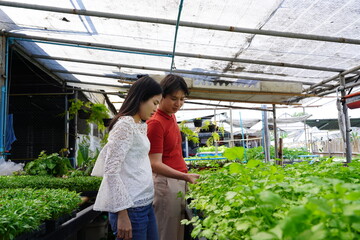 Asian couple, boyfriend and girlfriend, walk around the hydroponic vegetable garden together in a greenhouse, helping each other to grow salad vegetables for sale.