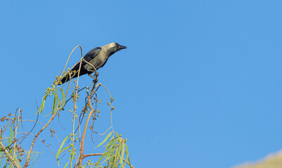 House Crow Perched on a Tree Branch Against a Clear Blue Sky – Wildlife Photography