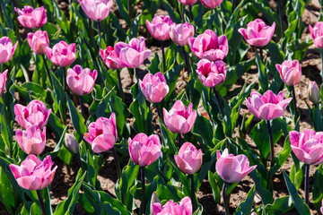 Large flowerbed of beautiful tulips in the park at spring