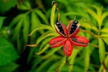 A flower follicles with Paeonia anomala seeds